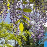 Aditi Chengappa Instagram - I wish you peace 🤍 . . . #miyazaki #spiritedaway #ghibli #ghiblifan #ghiblistudios #relax #studioghibli #ghibliaesthetic #peaceful #meditation #wisteria #wisteriahysteria #wisteriaflowers #flowerphotography #flowerlovers Berlin, Germany