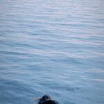 Aditi Ravi Instagram – This part of my life is called : Peace ! 

at #atlantic ocean 🌊

Thankyou @abyscaria  for sending this video 🎥
#reels #reelitfeelit #titanic #real #atlanticocean #life #peace
