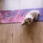 Alaya F Instagram – A fitness/dance/yoga/gym #dump of videos that never made it to my feed earlier😋