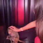 Anamika Chakraborty Instagram - Just for your own amusement you think it’s cool to torture an innocent animal?! So apparently, Toy Room was having a circus themed party and this was the way to amuse themselves. How is this even allowed by our so called prestigious club @toyroomkolkata ? Shame on you and the people who have made a joke out of that petrified animal. @peta @petaindia @kolpolice