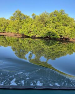Anisha Victor Instagram - 🌳🪵🌴 
Of mangroves and birdwatching 🦅 #mangrove #salimAli #birdsanctuary #goa #boatride 🚤