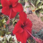 Anisha Victor Instagram - Easy-Breezy, quite literally 🍃💨🍀🌸🌺 What’s your favourite flower? #breezewasapaidactor #eazybreezy Western Ghats
