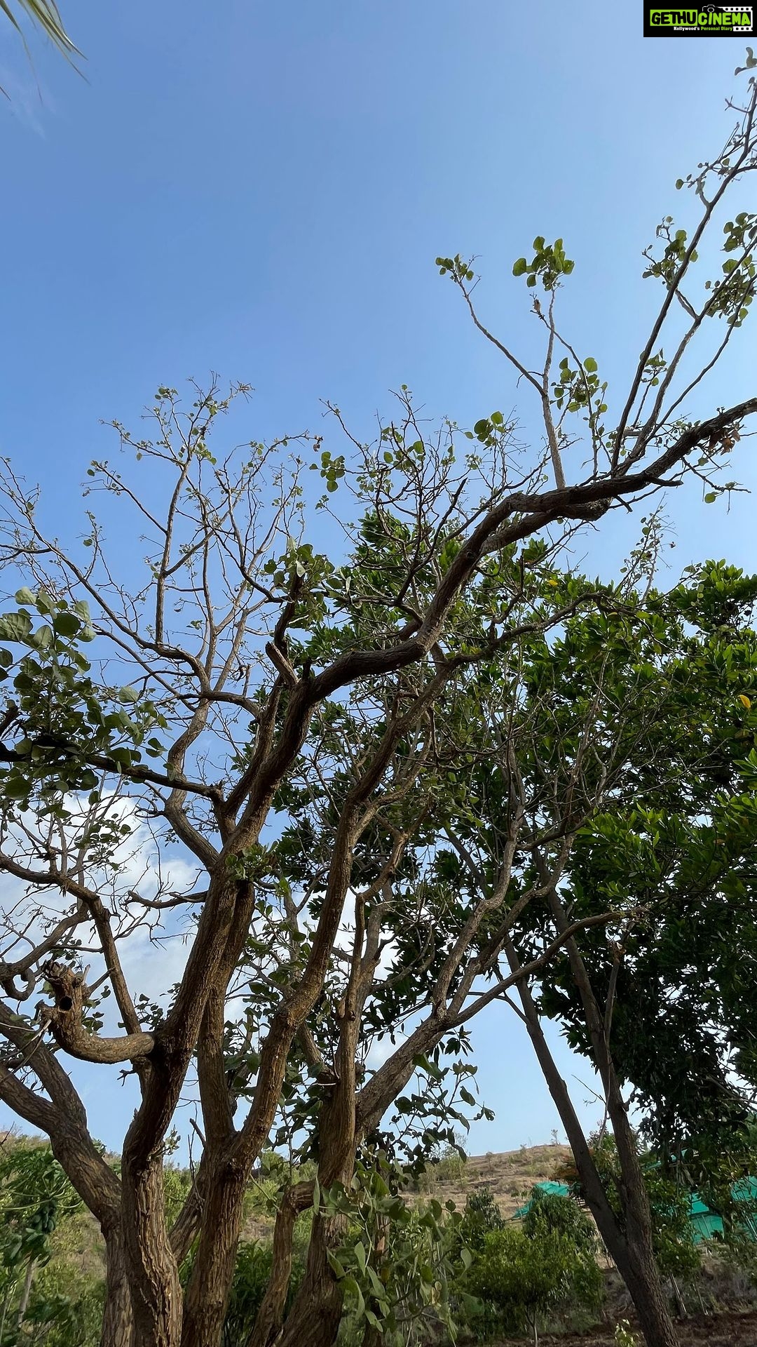 Anisha Victor Instagram - Latergram•There are very few things that beat the joy of having a chilled mango 🥭 on a summer day ☀️ under a cherry 🍒 tree away from the hustle and bustle of a city. BLISS!
