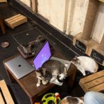 Apoorva Arora Instagram - Stupid hoomans wanted to “work” at a cat cafe. Stupid hoomans call themselves hOoMaN and think they sound cute -🐱