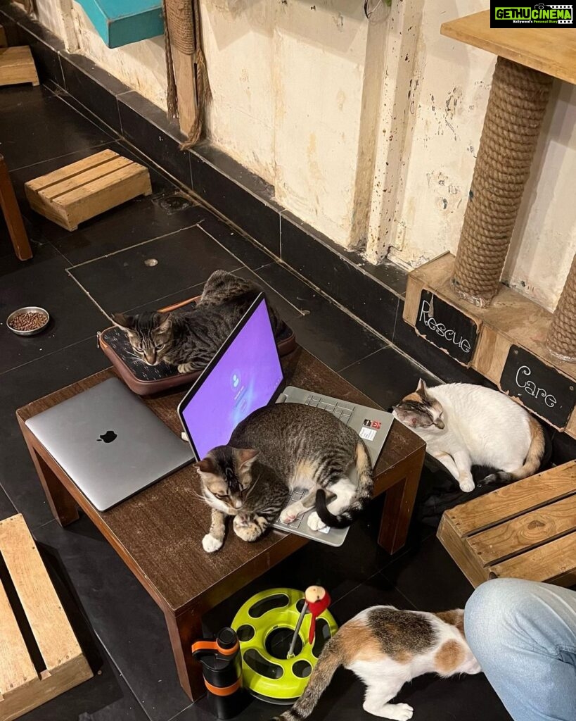 Apoorva Arora Instagram - Stupid hoomans wanted to “work” at a cat cafe. Stupid hoomans call themselves hOoMaN and think they sound cute -🐱