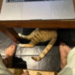 Apoorva Arora Instagram - Stupid hoomans wanted to “work” at a cat cafe. Stupid hoomans call themselves hOoMaN and think they sound cute -🐱