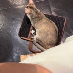 Apoorva Arora Instagram - Stupid hoomans wanted to “work” at a cat cafe. Stupid hoomans call themselves hOoMaN and think they sound cute -🐱