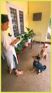 Archana Kavi Instagram - A day in Pluto and Bruno's life