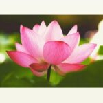Ashima Narwal Instagram -