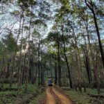Bhavya Gowda Instagram – 🍀

#forest #badratigerreserve #shivmoga #nature ಶಿವಮೊಗ್ಗ ಕರ್ನಾಟಕ