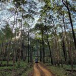 Bhavya Gowda Instagram - 🍀 #forest #badratigerreserve #shivmoga #nature ಶಿವಮೊಗ್ಗ ಕರ್ನಾಟಕ