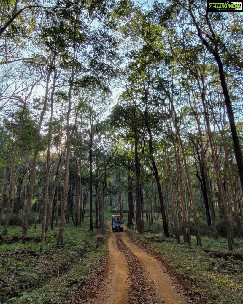 Bhavya Gowda Instagram - 🍀 #forest #badratigerreserve #shivmoga #nature ಶಿವಮೊಗ್ಗ ಕರ್ನಾಟಕ