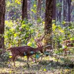 Bhavya Gowda Instagram – 🍀

#forest #badratigerreserve #shivmoga #nature ಶಿವಮೊಗ್ಗ ಕರ್ನಾಟಕ