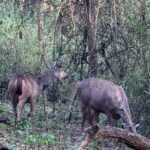 Bhavya Gowda Instagram – 🍀

#forest #badratigerreserve #shivmoga #nature ಶಿವಮೊಗ್ಗ ಕರ್ನಾಟಕ
