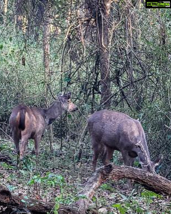Bhavya Gowda Instagram - 🍀 #forest #badratigerreserve #shivmoga #nature ಶಿವಮೊಗ್ಗ ಕರ್ನಾಟಕ