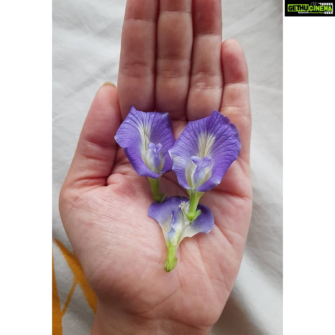 Bidita Bag Instagram - অপরাজিতা 💙 #bluepeaflower