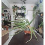 Bidita Bag Instagram - #Houseplant update 😇💚 Scroll to see how these #aloevera pups were 2years back. #houseplants #plantmom #earthmonth #earthday