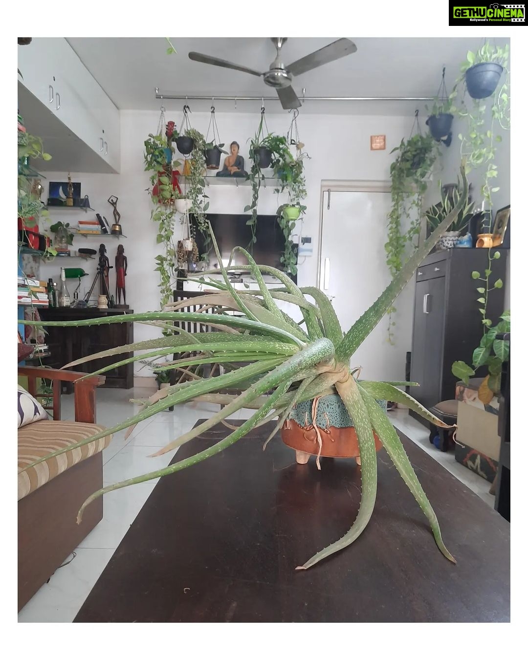 Bidita Bag Instagram - #Houseplant update 😇💚 Scroll to see how these #aloevera pups were 2years back. #houseplants #plantmom #earthmonth #earthday