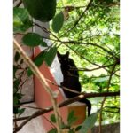 Bidita Bag Instagram - Spotted a #blackpanther 😻 Haters will say...its a cat! 😾