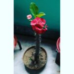 Bidita Bag Instagram - #CrownOfThorns 🌸 #plantmom
