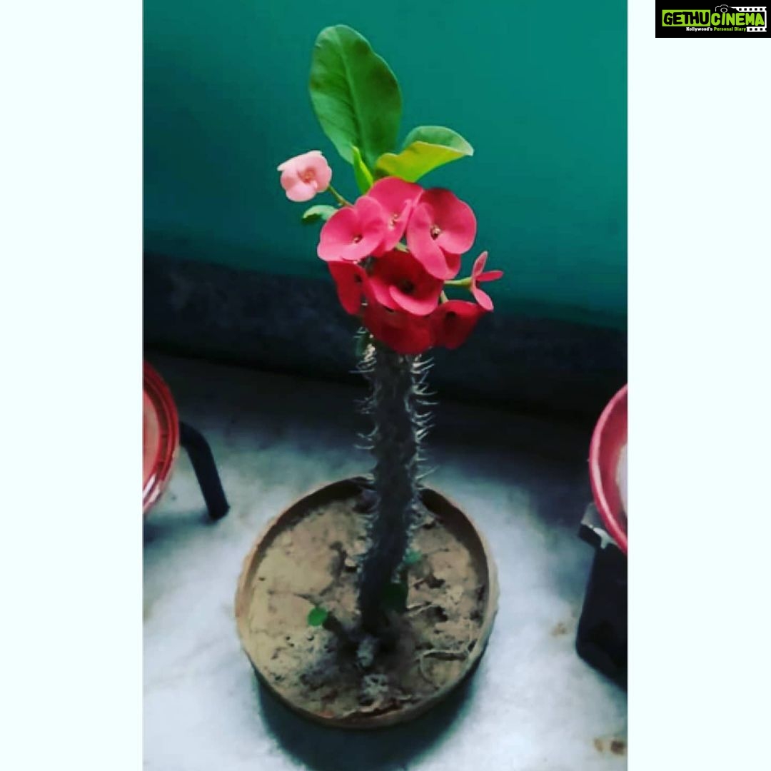 Bidita Bag Instagram - #CrownOfThorns 🌸 #plantmom