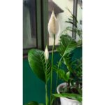 Bidita Bag Instagram - #peacelily 🌸 #plantmom 🌿 #happyearthday🌎 #worldearthday