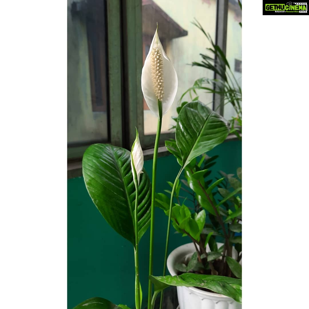 Bidita Bag Instagram - #peacelily 🌸 #plantmom 🌿 #happyearthday🌎 #worldearthday