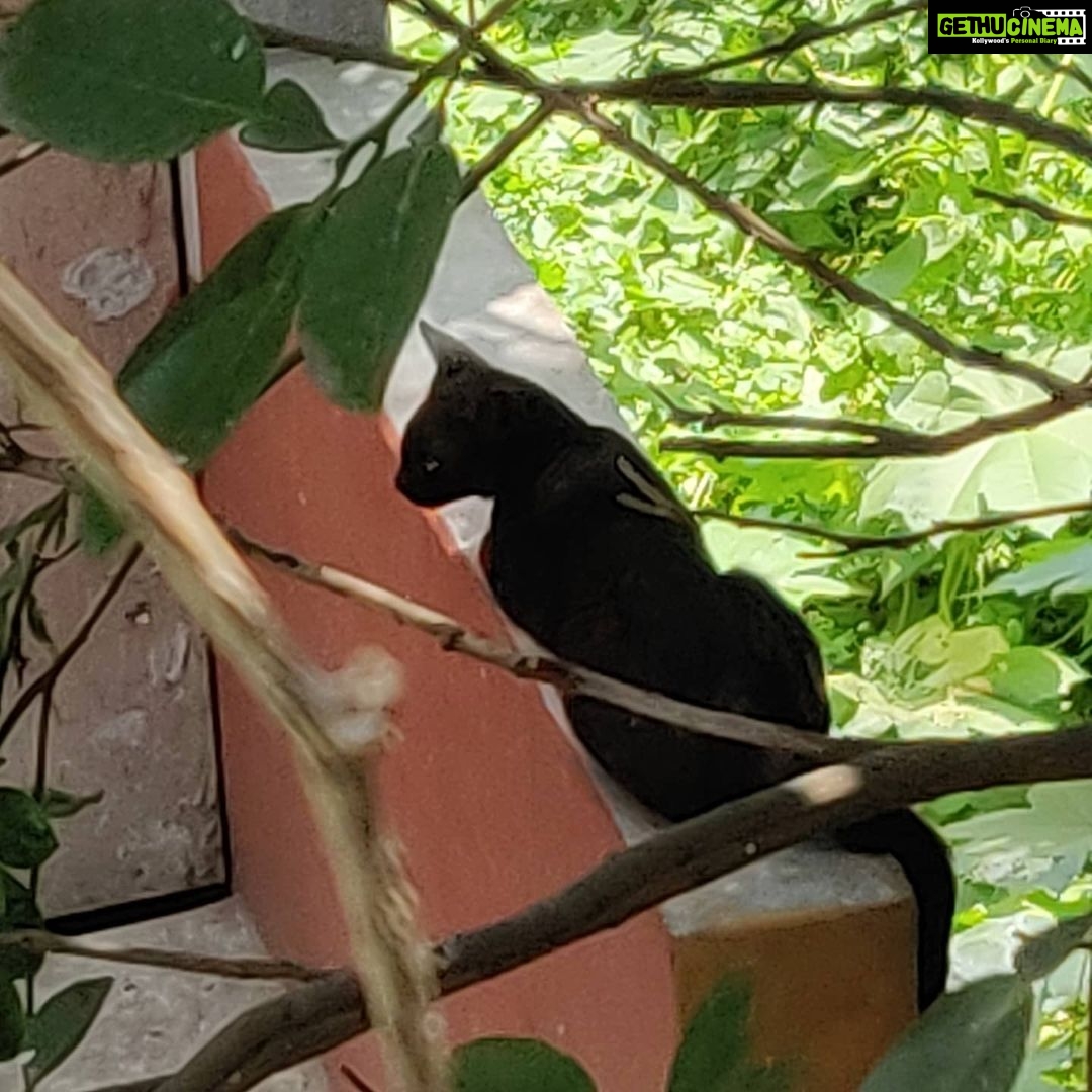 Bidita Bag Instagram - Spotted a #blackpanther 😻 Haters will say...its a cat! 😾