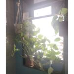 Bidita Bag Instagram – #Houseplant Update! swipe👉
My photo clicked by a fellow plant lover @palashvphoto, make-up by @artistrybyashish.
I thought I will put my photo on cover, because my plant photos are not getting likes that they deserve. 😡😤
It’s very difficult to grow plants from cuttings in a flat where there is no sunlight. But in 2years, I have managed to create a jungle. It’s worth trying. They give so much happiness, positivity, vibrancy and yes.. oxygen too! 😁🥰💚 #plantmom 
#pothos #moneyplant #urbangardening