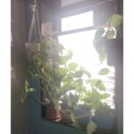 Bidita Bag Instagram - #Houseplant Update! swipe👉 My photo clicked by a fellow plant lover @palashvphoto, make-up by @artistrybyashish. I thought I will put my photo on cover, because my plant photos are not getting likes that they deserve. 😡😤 It's very difficult to grow plants from cuttings in a flat where there is no sunlight. But in 2years, I have managed to create a jungle. It's worth trying. They give so much happiness, positivity, vibrancy and yes.. oxygen too! 😁🥰💚 #plantmom #pothos #moneyplant #urbangardening