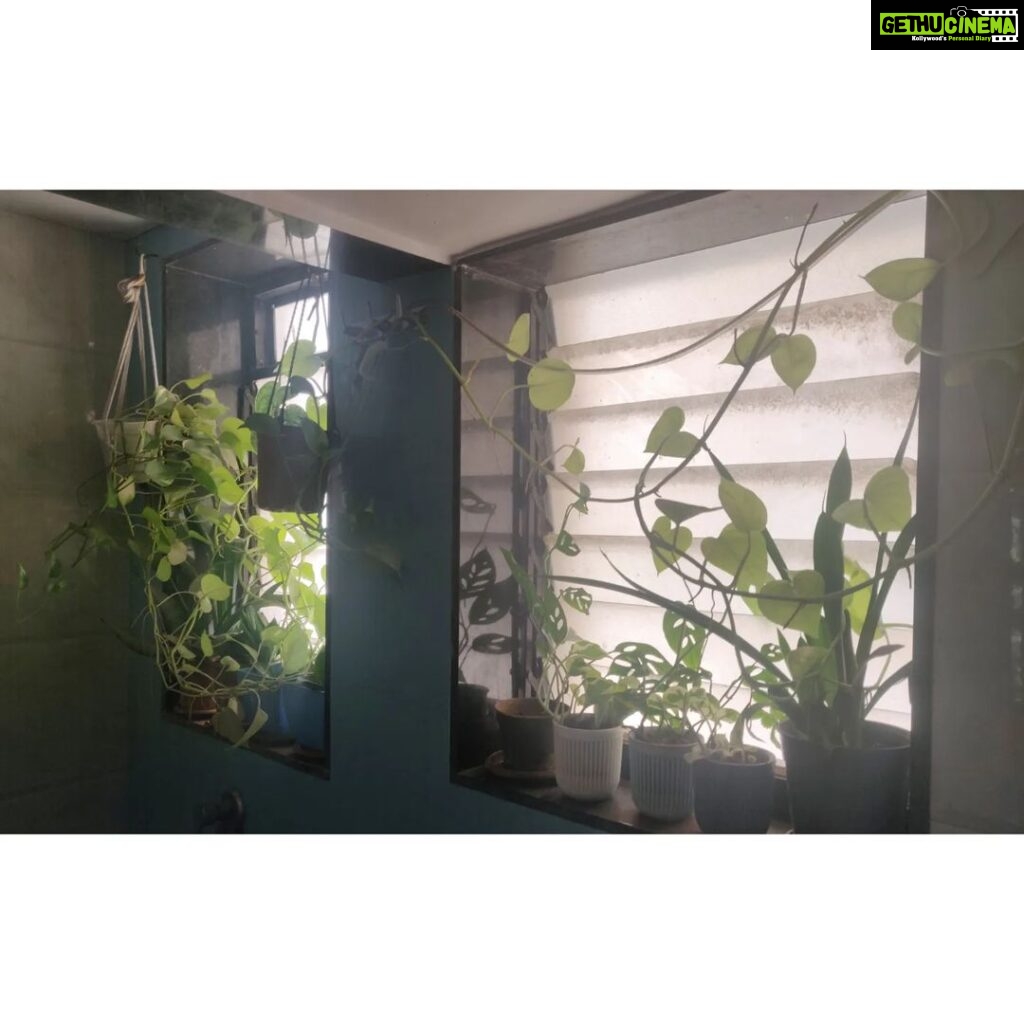Bidita Bag Instagram - #Houseplant Update! swipe👉 My photo clicked by a fellow plant lover @palashvphoto, make-up by @artistrybyashish. I thought I will put my photo on cover, because my plant photos are not getting likes that they deserve. 😡😤 It's very difficult to grow plants from cuttings in a flat where there is no sunlight. But in 2years, I have managed to create a jungle. It's worth trying. They give so much happiness, positivity, vibrancy and yes.. oxygen too! 😁🥰💚 #plantmom #pothos #moneyplant #urbangardening