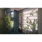 Bidita Bag Instagram - #Houseplant Update! swipe👉 My photo clicked by a fellow plant lover @palashvphoto, make-up by @artistrybyashish. I thought I will put my photo on cover, because my plant photos are not getting likes that they deserve. 😡😤 It's very difficult to grow plants from cuttings in a flat where there is no sunlight. But in 2years, I have managed to create a jungle. It's worth trying. They give so much happiness, positivity, vibrancy and yes.. oxygen too! 😁🥰💚 #plantmom #pothos #moneyplant #urbangardening