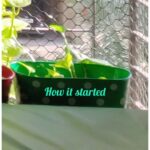 Bidita Bag Instagram - #Houseplant Update! swipe👉 My photo clicked by a fellow plant lover @palashvphoto, make-up by @artistrybyashish. I thought I will put my photo on cover, because my plant photos are not getting likes that they deserve. 😡😤 It's very difficult to grow plants from cuttings in a flat where there is no sunlight. But in 2years, I have managed to create a jungle. It's worth trying. They give so much happiness, positivity, vibrancy and yes.. oxygen too! 😁🥰💚 #plantmom #pothos #moneyplant #urbangardening