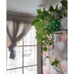 Bidita Bag Instagram - #Houseplant Update! swipe👉 My photo clicked by a fellow plant lover @palashvphoto, make-up by @artistrybyashish. I thought I will put my photo on cover, because my plant photos are not getting likes that they deserve. 😡😤 It's very difficult to grow plants from cuttings in a flat where there is no sunlight. But in 2years, I have managed to create a jungle. It's worth trying. They give so much happiness, positivity, vibrancy and yes.. oxygen too! 😁🥰💚 #plantmom #pothos #moneyplant #urbangardening