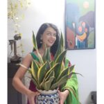 Bidita Bag Instagram - आज के समय में हर कोई आस्तीन का सांप है, किसी पर भी भरोसा करना नुकसान दे सकता है। आंख बंद करके सिर्फ #snakeplant पे भरोसा कर सकते हैं। 🤪😁🐍🌱 #houseplants #plantupdate #earthday #earthmonth #sansevieria #houseplantsofinstagram #2years #plantmom This beautiful Painting gifted by @boishalis 🤗