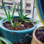Bidita Bag Instagram – #Houseplant update 😇💚
Scroll to see how these #aloevera pups were 2years back.
#houseplants #plantmom #earthmonth #earthday