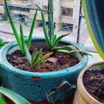 Bidita Bag Instagram - #Houseplant update 😇💚 Scroll to see how these #aloevera pups were 2years back. #houseplants #plantmom #earthmonth #earthday