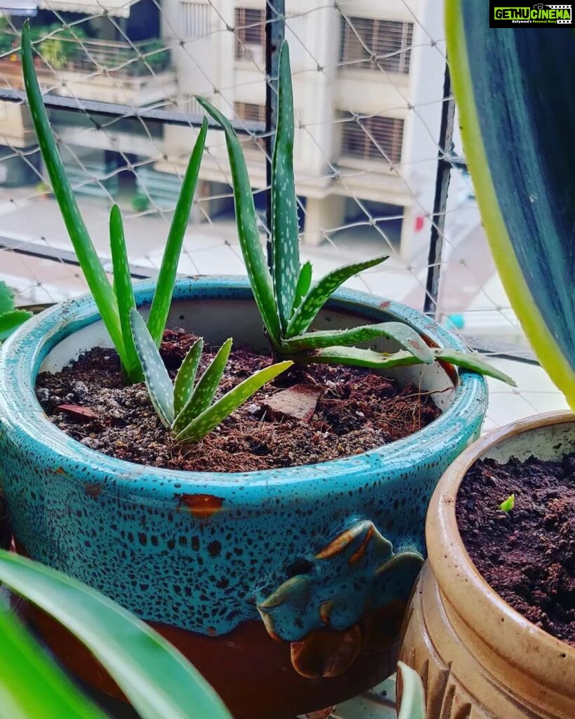 Bidita Bag Instagram - #Houseplant update 😇💚 Scroll to see how these #aloevera pups were 2years back. #houseplants #plantmom #earthmonth #earthday