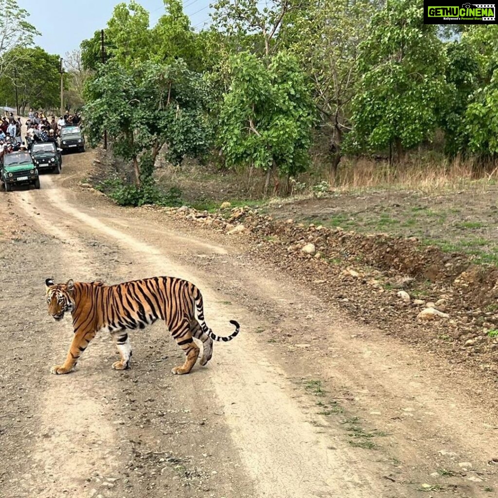 Bindu Madhavi Instagram - Sighting a tiger in the wild leaves me wanting more…. @mr.dharmateja #tiger #safari #wildcats #wildlife #indiansafari