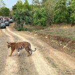 Bindu Madhavi Instagram – Sighting a tiger in the wild leaves me wanting  more…. 
@mr.dharmateja 

#tiger #safari #wildcats #wildlife #indiansafari