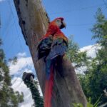 Bruna Abdullah Instagram - 🌱🦜 In operation since September 2008, GramadoZoo brings a new concept to the segment. Animal welfare, research, education and environmental conservation are the pillars that guide the enterprise’s activities. Composed exclusively of animals from the Brazilian fauna, it offers an experience of closeness with animals. In place of bars and cages, armored glass and huge immersion aviaries faithfully reproduce the habitat of the species. Come live these moments of learning, reconnection with nature.