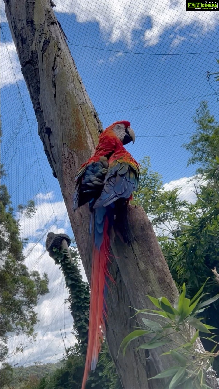 Bruna Abdullah Instagram - 🌱🦜 In operation since September 2008, GramadoZoo brings a new concept to the segment. Animal welfare, research, education and environmental conservation are the pillars that guide the enterprise’s activities. Composed exclusively of animals from the Brazilian fauna, it offers an experience of closeness with animals. In place of bars and cages, armored glass and huge immersion aviaries faithfully reproduce the habitat of the species. Come live these moments of learning, reconnection with nature.