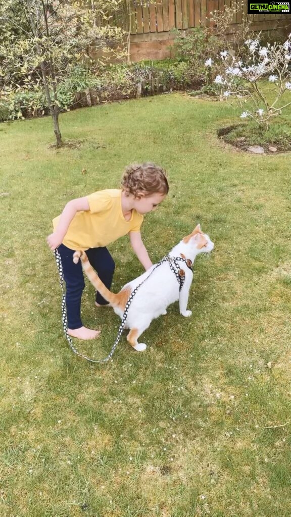 Bruna Abdullah Instagram - Honestly guys my heart can barely take it 😭❤️ she finally understands how to be gentle with him! If you are wondering why he is on a leash, it’s because since we adopted him in India he has never been an outside cat, I know it’s sad, but it was either indoor or probably dead 😳 Over here in Scotland is different so we are trying to get him and Fidi ( our other cat) used to the garden.. and one day hopefully we ( them and us) will feel confident enough to let them run free! @pickling_everything