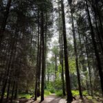 Bruna Abdullah Instagram – Aberdeen forest/woods walk! ❤️ Foggieton Woods