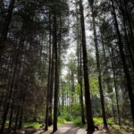 Bruna Abdullah Instagram - Aberdeen forest/woods walk! ❤️ Foggieton Woods