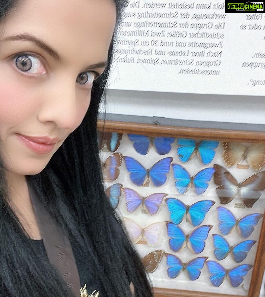 Celina Jaitly Instagram - A photograph with my biggest nightmare!! Last month at the natural history museum at @benediktinerstiftadmont in Austria I took the courage to enter the butterfly room and face my nightmare… My BP fell just upon entering the room lol, this was the only selfie I could manage by the BLUE MORPHO #butterflies Because I have an excessive and irrational fear of butterflies and there is even a scientific name for this phobia : Lepidopterophobia 😄 Symptoms of lepidopterophobia or any phobia can vary from person to person and in my case it’s extreme. It’s because a swarm of over a few thousand #monarchbutterflies sat on me when I was 3 years old while playing in the garden when my father ( an army officer) was posted in #assam My mom always said ever since I have been petrified of moths and butterflies 🦋 In this photograph you see scientific preserved specimens of the “blue morpho” which is among the largest butterflies in the world, with wings spanning from five to eight inches. ( Shuddering as I write 🦋) #phobia #lepidoptera #celina #celinajaitly #celinajaitley #austria #museum #bollywood #missindia #missuniverse #mystory Admont Abbey