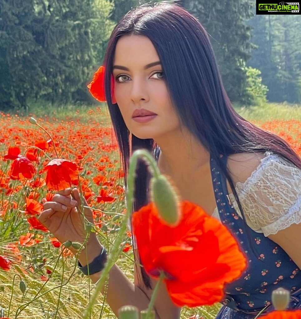 Celina Jaitly Instagram - Flowers grow back, even after they are stepped on. So will I…. #celinajaitly #celina #celinajaitley #celinainnature #bollywood #missindia #msuniverse #indianactress #flowerfields #austria #austriangirl #indiangirl #poppyfields Austria, Europe