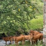 Celina Jaitly Instagram - After your heartwarming response to my last animal Voiceover here is one more. This time it’s “DIETING CLUB WAALI BEHENEY” from my village… 😁 #austria #cows #animallovers #voiceover #funnyanimals #celina #celinajaitly #celinajaitley #comedy #funnyvideo #trendingaudio