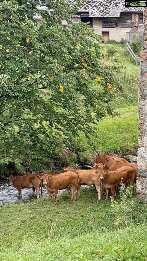 Celina Jaitly Instagram - After your heartwarming response to my last animal Voiceover here is one more. This time it’s “DIETING CLUB WAALI BEHENEY” from my village… 😁 #austria #cows #animallovers #voiceover #funnyanimals #celina #celinajaitly #celinajaitley #comedy #funnyvideo #trendingaudio