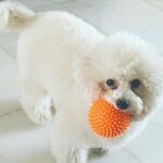 Charmy Kaur Instagram - Anything in life is absolutely impossible without them around ❤️ #internationaldogday
